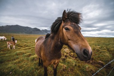İzlanda 'nın manzaralı doğasında İzlanda atı.