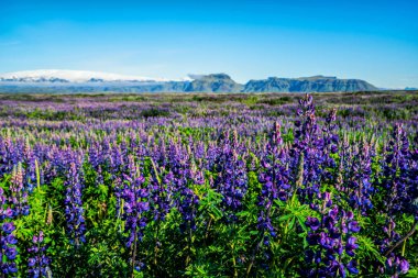 Vik İzlanda 'daki Lupine çiçek tarlası.