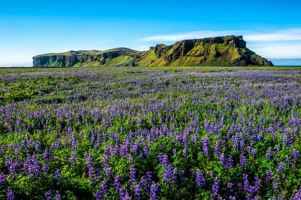 Lupine flowers field in Vik Iceland. — Stock Photo, Image