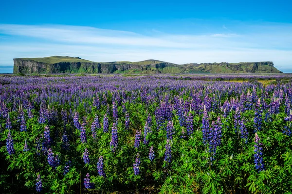 Lupine bloemenveld in Vik IJsland. — Stockfoto