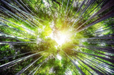 Arashiyama Bambu Ormanı ünlü yer Kyoto Japonya