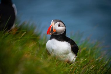 Auk ailesinde Vahşi Atlantik puffin seabird.