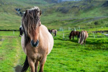 İzlanda 'nın manzaralı doğasında İzlanda atı.