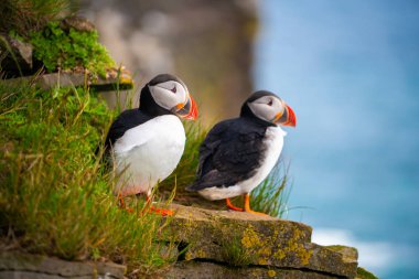 Auk ailesinde Vahşi Atlantik puffin seabird.