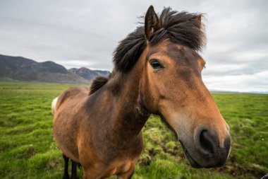 İzlanda 'nın manzaralı doğasında İzlanda atı.