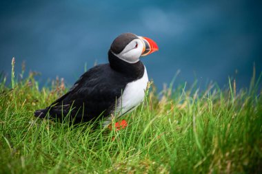 Auk ailesinde Vahşi Atlantik puffin seabird.