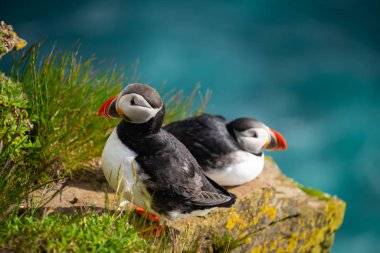 Auk ailesinde Vahşi Atlantik puffin seabird.