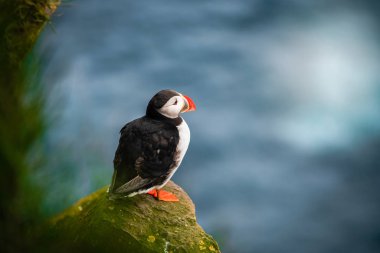 Auk ailesinde Vahşi Atlantik puffin seabird.