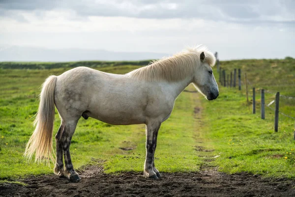 Cheval islandais dans la nature pittoresque de l'Islande. — Photo