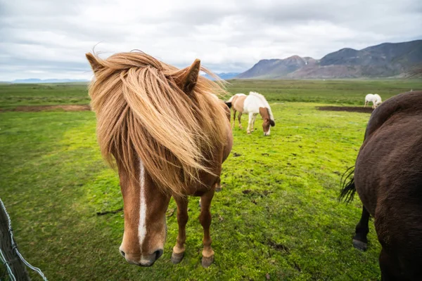 Cavallo islandese nella natura panoramica dell'Islanda. — Foto Stock