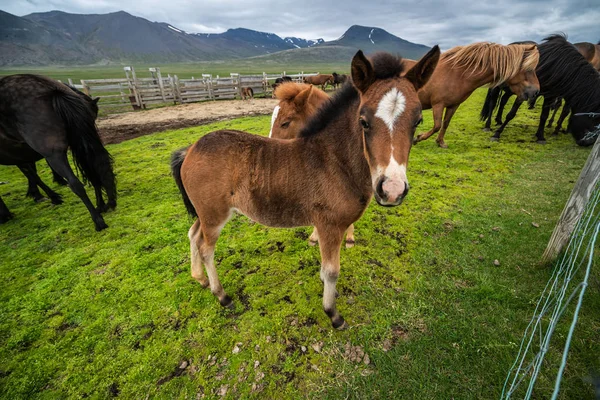 Icelandic horse in scenic nature of Iceland. — Stock Photo, Image