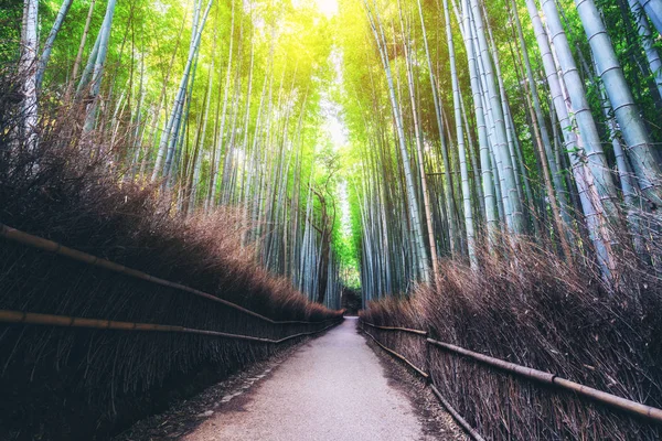 嵐山竹林名所 京都日本 — ストック写真