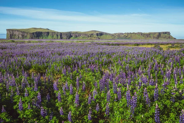 Lupine bloemenveld in Vik IJsland. — Stockfoto