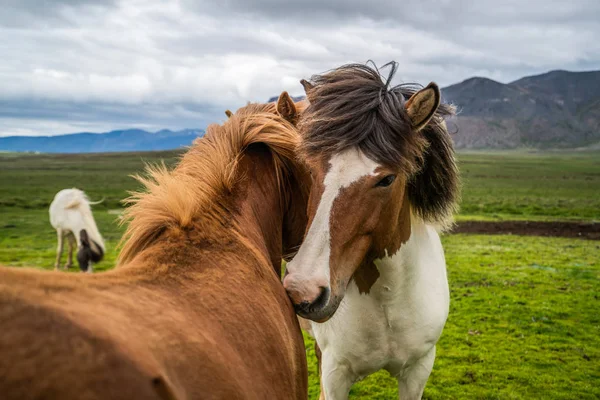 冰岛风景秀丽的马. — 图库照片