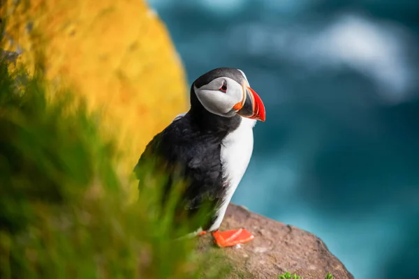 Wilder atlantischer Papageitaucher in der Familie der Auken. — Stockfoto