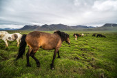 Izland festői jellegű izlandi ló.