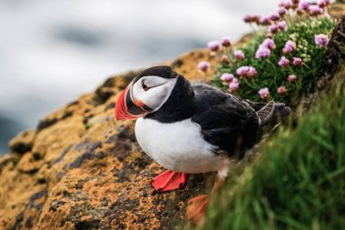 Auk ailesinde Vahşi Atlantik puffin seabird.