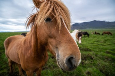 İzlanda 'nın manzaralı doğasında İzlanda atı.