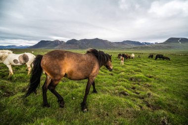 İzlanda 'nın manzaralı doğasında İzlanda atı.