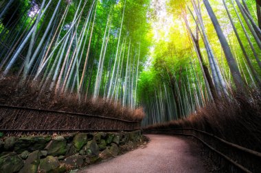 Arashiyama Bambu Ormanı ünlü yer Kyoto Japonya
