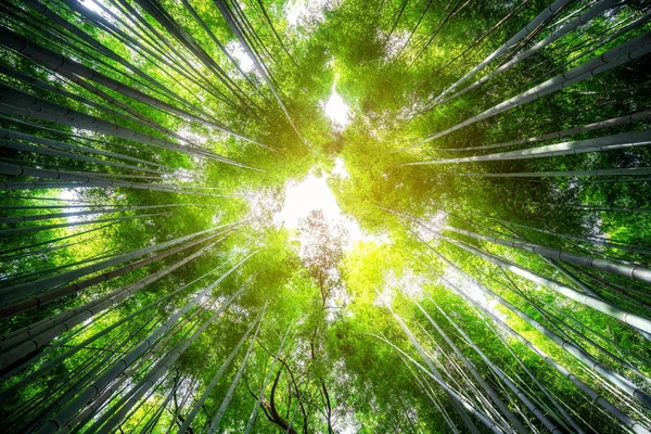 Arashiyama Bamboo Forest знаменитое место Киото Япония — стоковое фото