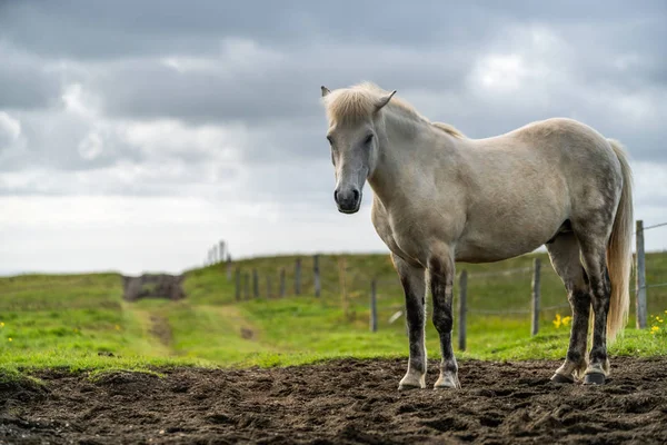 İzlanda 'nın manzaralı doğasında İzlanda atı. — Stok fotoğraf