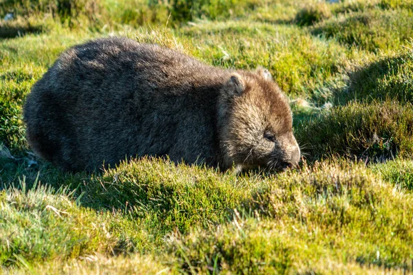 Wild wombat eating grass in Tasmania, Australia. — Stock Photo, Image