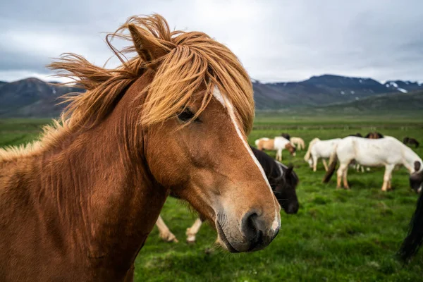 Icelandic horse in scenic nature of Iceland. — Stock Photo, Image