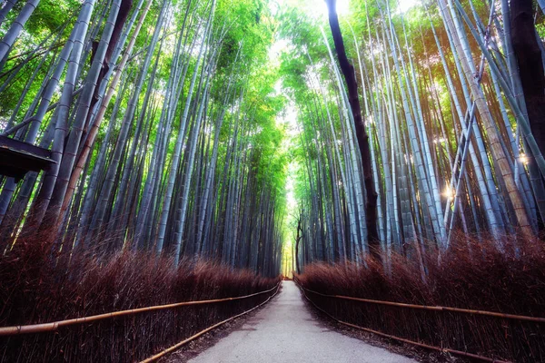 嵐山竹林名所 京都日本 — ストック写真