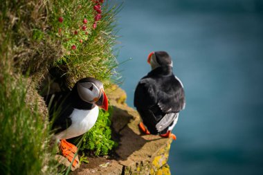 Auk ailesinde Vahşi Atlantik puffin seabird.
