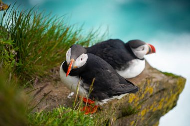 Auk ailesinde Vahşi Atlantik puffin seabird.