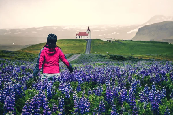 Viajante na Islândia. Igreja e Lupine Flores . — Fotografia de Stock