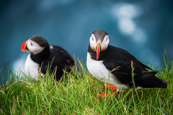 Wilde Atlantische papegaaiduiker zeevogel in de auk familie. — Stockfoto