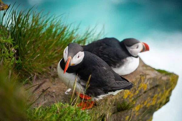 Wilde Atlantische papegaaiduiker zeevogel in de auk familie. — Stockfoto