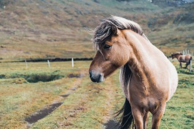 İzlanda 'nın manzaralı doğasında İzlanda atı.