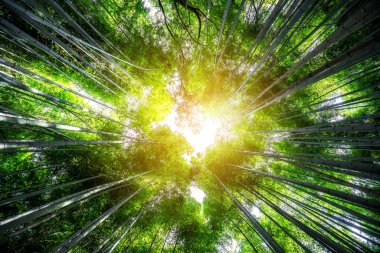 Arashiyama Bambu Ormanı ünlü yer Kyoto Japonya