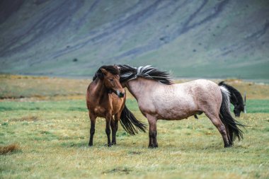 İzlanda 'nın manzaralı doğasında İzlanda atı.