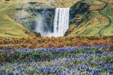 Skogafoss Şelalesi Yazın İzlanda 'da.