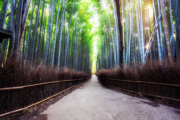 嵐山竹林名所 京都日本 — ストック写真