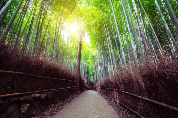 嵐山竹林名所 京都日本 — ストック写真