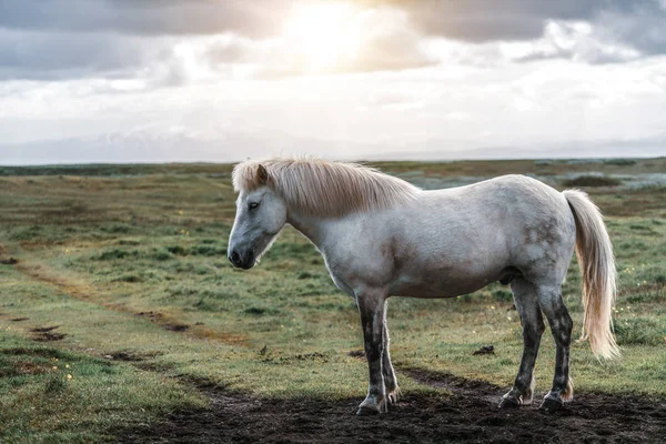 Caballo islandés en la naturaleza escénica de Islandia. — Foto de Stock