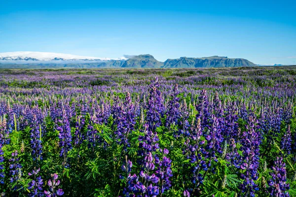 Vik İzlanda 'daki Lupine çiçek tarlası. — Stok fotoğraf