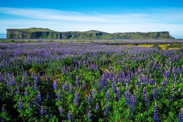 Lupine flowers field in Vik Iceland. — Stock Photo, Image
