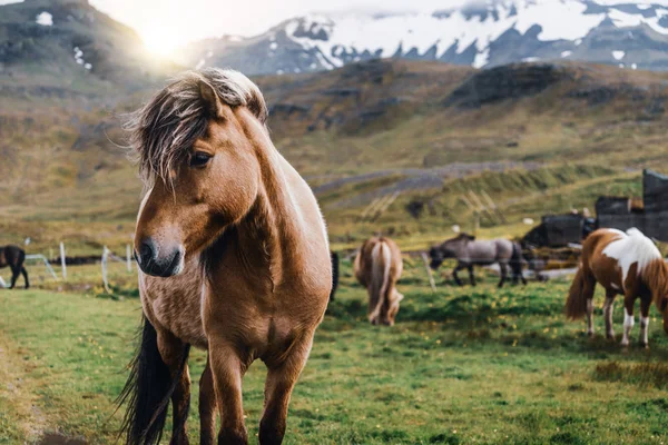 İzlanda 'nın manzaralı doğasında İzlanda atı. — Stok fotoğraf