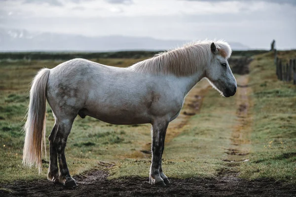 Cavalo islandês na natureza cênica da Islândia. — Fotografia de Stock