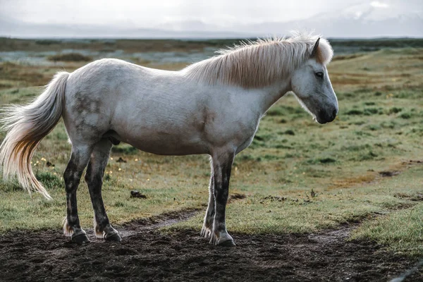 İzlanda 'nın manzaralı doğasında İzlanda atı. — Stok fotoğraf