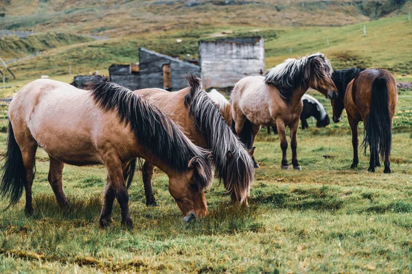 아이슬란드의 아름다운 풍경을 지닌 말. — 스톡 사진