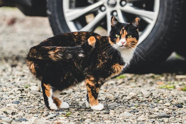 Gato de color negro y marrón fuera de la casa . — Foto de Stock