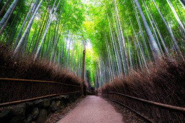 Arashiyama Bambu Ormanı ünlü yer Kyoto Japonya