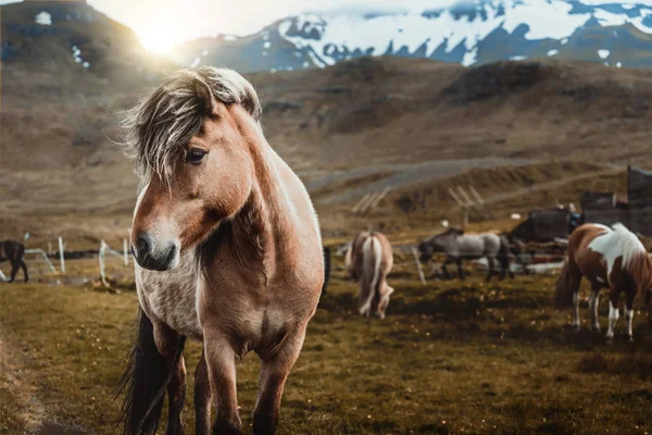 İzlanda 'nın manzaralı doğasında İzlanda atı. — Stok fotoğraf